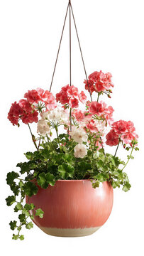 Pink geranium flowers hanging in a terracotta pot