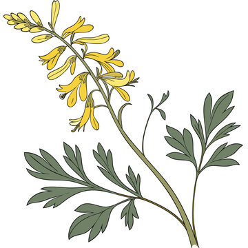 Yellow Fumitory Flower Vector Illustration Isolated on White Background
