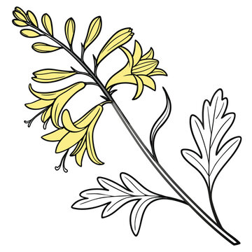 yellow-fumitory-line-art-on-white-background.eps