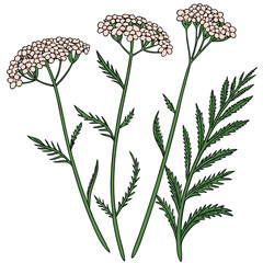 yarrow flower with branch © KhandakerKhaja
