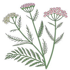 yarrow-on-white-background (1).eps © KhandakerKhaja