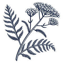 minimal vector of Yarrow on white background © KhandakerKhaja