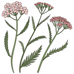 Yarrow Achillea © KhandakerKhaja