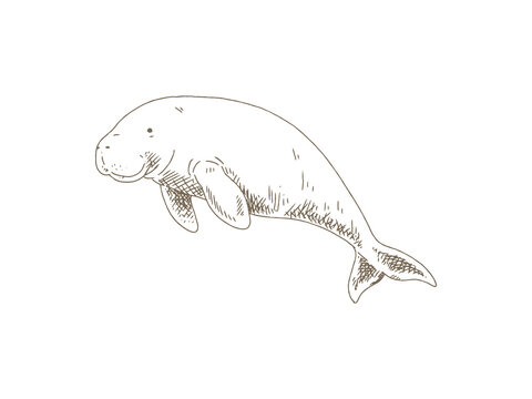 Hand Drawn Dugong Illustration, Vintage Engraving Style