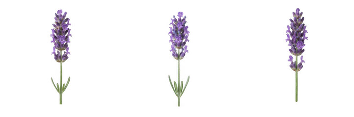 Obraz premium Set of fresh purple lavender flower sprigs with green stems, isolated vector illustration of aromatic herb blossoms for spa, cosmetics, organic wellness, aromatherapy, and natural floral design elemen