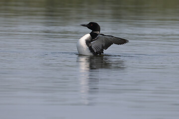 Fototapeta premium Loons flapping on still no wind lake