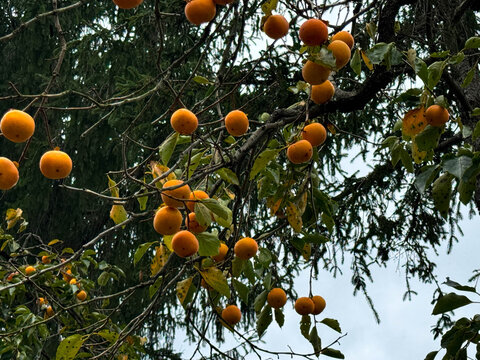 Persimmon fruit hanging on a persimmon tree