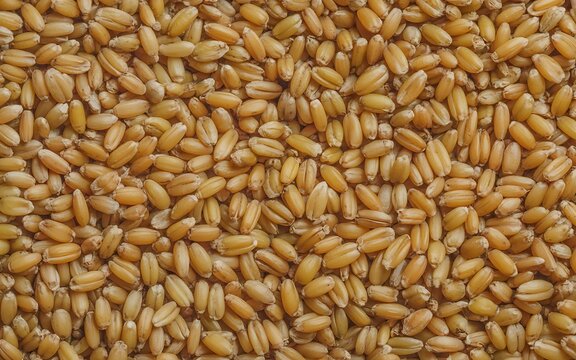 Golden wheat grains texture background with natural cereal seeds for agriculture and food industry
