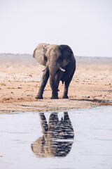 African elephant in wild (Namibia) with waterhole reflection © Amanda