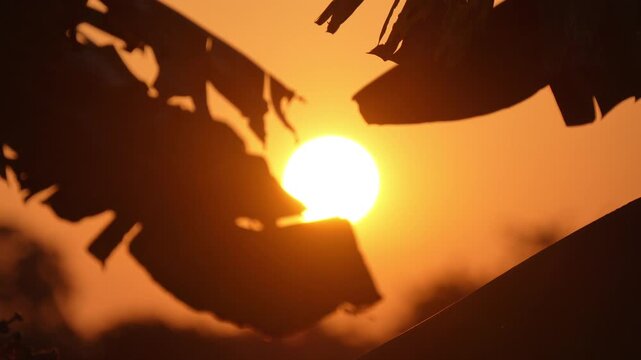 Silhouette of banana leaves against a bright glowing orange sunset during golden hour