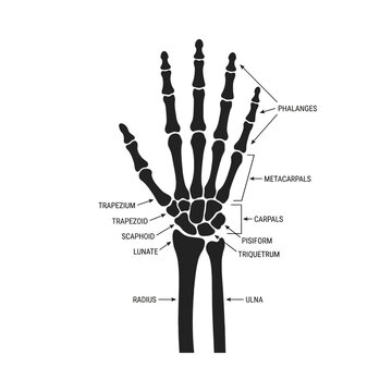 Anatomical Diagram Of The Human Hand Skeleton On White Background
