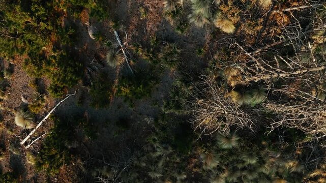 Revealing shot of Nevado de Colima volcano summit in Colima, Jalisco, Mexico, surrounded by a pine forest
