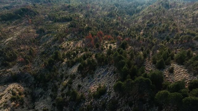 Nevado de Colima National Park in Mexico in drone flight above the forested mountains