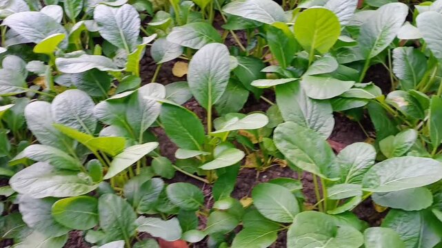 Fresh green choy sum plants growing in the garden bed, close up view of organic mustard greens vegetables.k