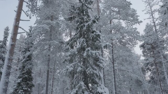 A camera tilts up from the trunk of a snow covered spruce tree to reveal the tops of tall pine trees against an overcast sky in a quiet winter forest