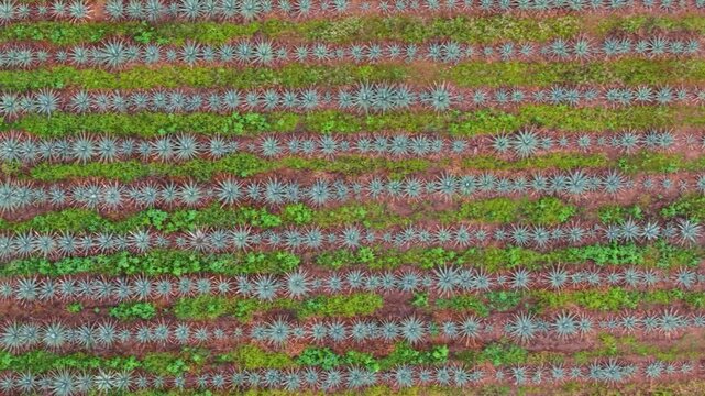 Drone panorama of blue-green agave rows for mezcal production