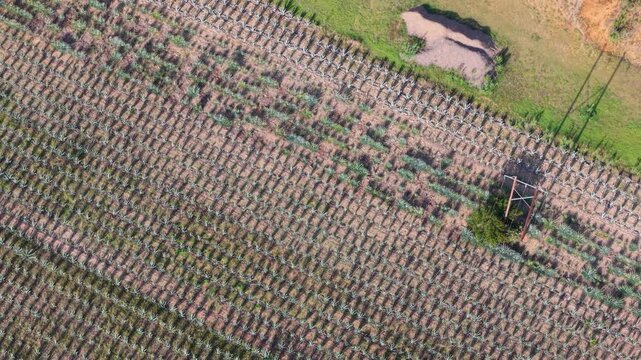 Overhead drone view of cultivated agave fields with geometric patterns