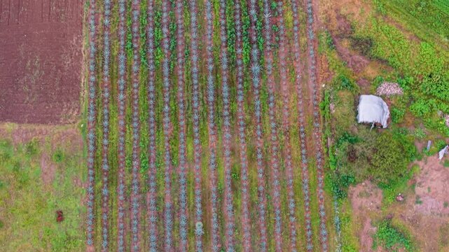 Aerial view of organized mezcal agave rows from directly above