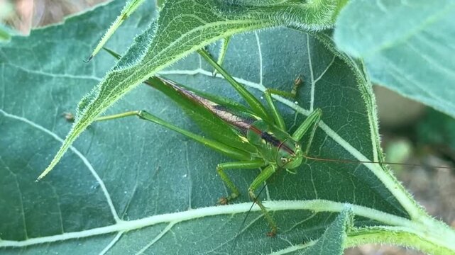 Great green bush-cricket (Tettigonia viridissima) rests beneath a hairy leaf displaying its long antennae, powerful hind legs and fully developed wings, handheld macro.