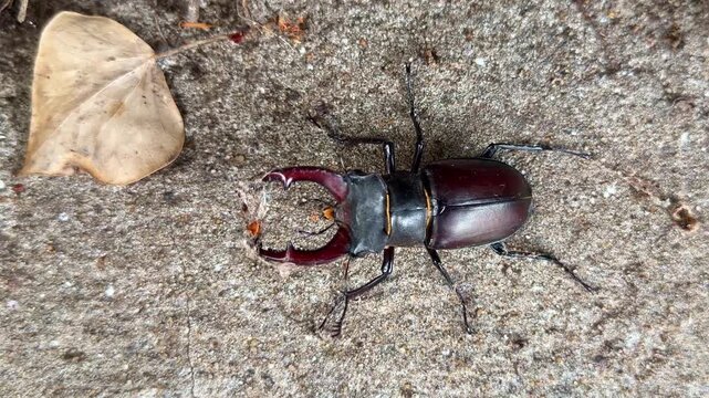 Male stag beetle (Lucanus cervus) walks across a concrete surface displaying its distinctive enlarged mandibles and glossy chestnut elytra, top-down handheld.