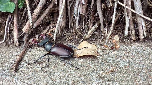Male stag beetle (Lucanus cervus) walks across concrete toward exposed woody roots and shrub stems displaying its distinctive enlarged mandibles, handheld ground-level tracking.