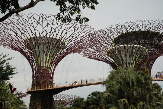Low angle view of futuristic Supertrees and tourists walking on the OCBC Skyway at Gardens by the Bay, Singapore.