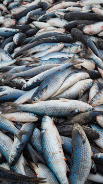 Tainhas empilhadas da pesca da tainha em Florianopolis na areia da praia do Santinho Ingleses ilha de Florian&oacute;polis Santa Catarina Brasil