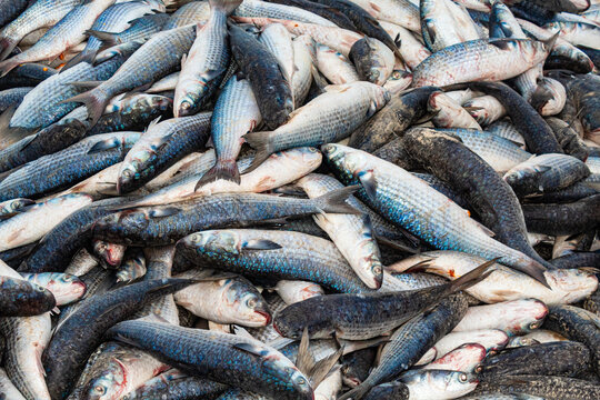Tainhas empilhadas da pesca da tainha em Florianopolis na areia da praia do Santinho Ingleses ilha de Florian&oacute;polis Santa Catarina Brasil