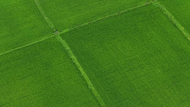 Wide Aerial View Vast Green Rice Paddy Single Field Divider Line Farmland Scenery