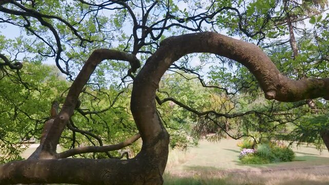 Close-up shot of an unusually curved, serpentine tree branch in Alexandra Park, Hastings, East Sussex, England.