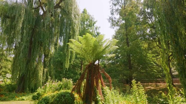 Slow leftward pan reveals a soft tree fern encircled by weeping willows in a sunlit Winchester park near the river weirs, England.