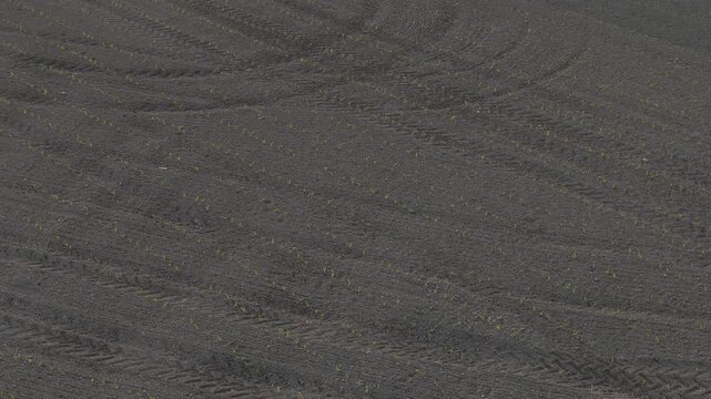 Newly emerged row crops grow in evenly spaced planting rows across cultivated farmland in the Po Valley, Northern Italy, showing precision seeding and tractor wheel tracks, drone orbit