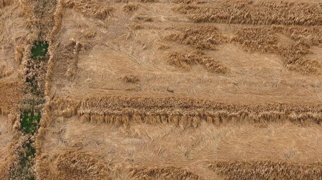 Mature barley field displays extensive crop lodging with flattened cereal plants before harvest, revealing irregular lodging patterns, top-down drone pan.