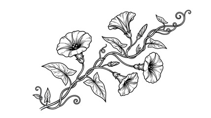 Naklejka premium Elegant Floral Illustration of Morning Glory Vines