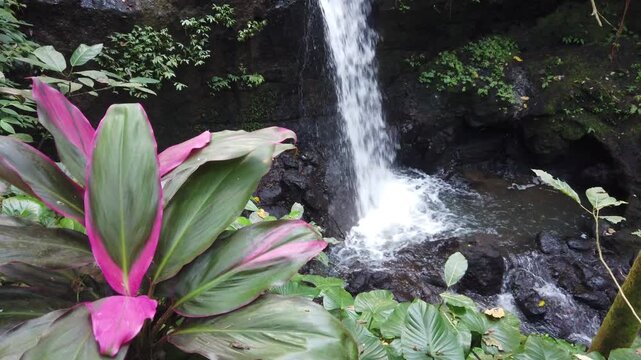 A tropical waterfall cascades over dark volcanic rocks into a rocky pool, framed by vibrant pink and green ti plant leaves and lush surrounding jungle foliage, Goa Gajah, Bali, Indonesia