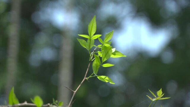 Bel leaves are used in Hindu worship.
