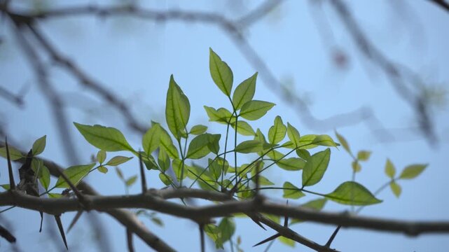 Bel leaves are used in Hindu worship.