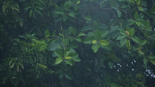 Heavy rainfall in West Bengal due to the Southwest Monsoon.