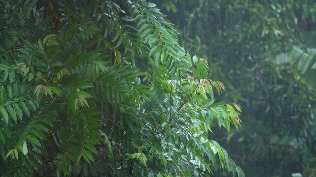 Heavy rainfall in West Bengal due to the Southwest Monsoon.