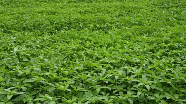 Jute has been cultivated over a vast area.