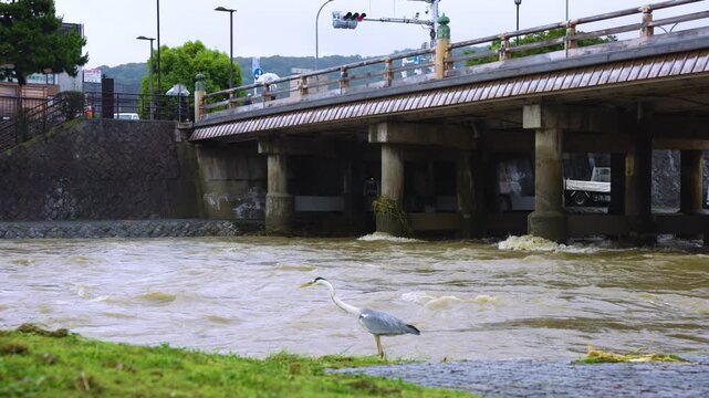 Storm Flooding in Japan, Grey Heron Walking Past Kyoto Kamogawa Bridge