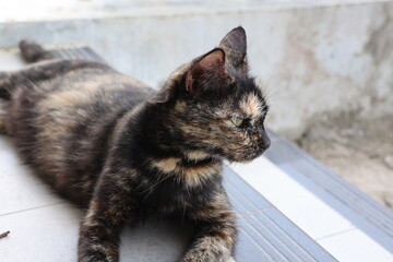 Tortie Cat © Chairun