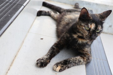 Tortie Cat © Chairun