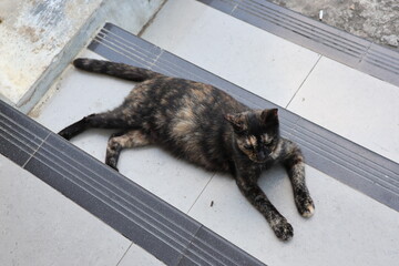 Tortie Cat © Chairun