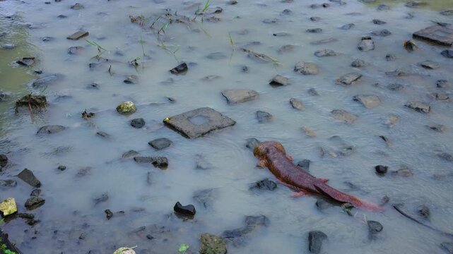 Japanese Giant Salamander in Kamo River During Storm in Kyoto