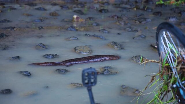 Japanese Giant Salamander Moving Past Bicycle Debris During Flooding in Kyoto