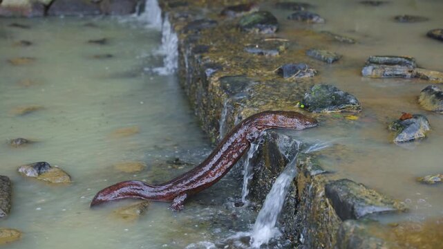 Japanese giant salamander (Andrias japonicus) Climbs Man Made Step in Kamo River