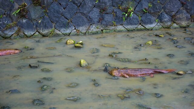Two Giant Japanese Salamanders Emerge after Typhoon Flood in Kyoto Storm