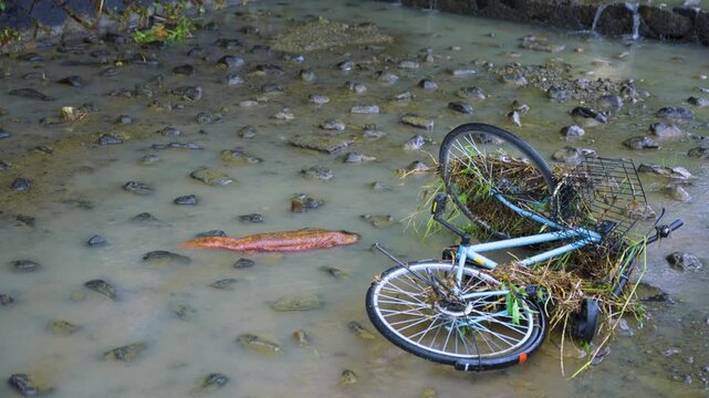 Typhoon Storm Debris, Bicycle Washes up in Stream, Giant Salamander in Flood