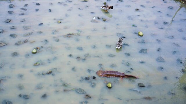 Kamogawa River Flooding in Kyoto, Rare Japanese Giant Salamander Goes Upstream